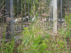 Bromus inermis
