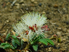 Calliandra humilis