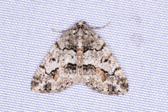 Macaria graphidaria