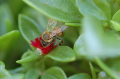 Apis mellifera scutellata