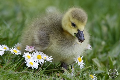 Canada Goose, photo 7 of 10
