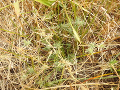 Eryngium aristulatum