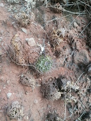 Mammillaria magnimamma