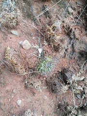 Mammillaria magnimamma