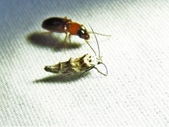 Mompha rufocristatella