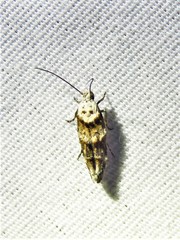 Mompha rufocristatella