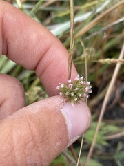 Trifolium bifidum decipiens