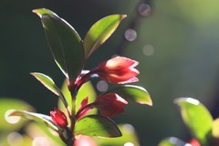 Nematanthus