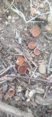 Dumontinia tuberosa