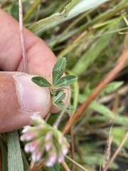 Trifolium bifidum decipiens