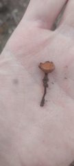 Dumontinia tuberosa
