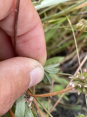 Trifolium bifidum decipiens