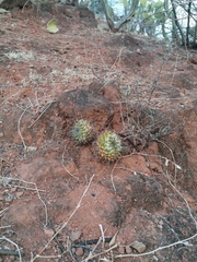 Mammillaria karwinskiana