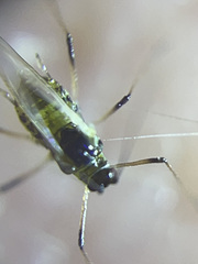Insecta