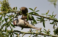 Passer domesticus