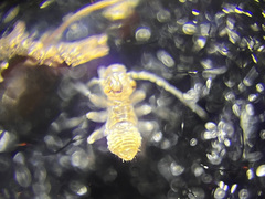 Insecta