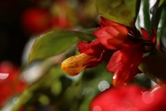 Nematanthus