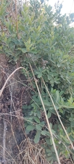 Quercus microphylla