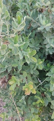 Quercus microphylla