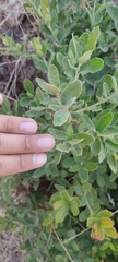 Quercus microphylla