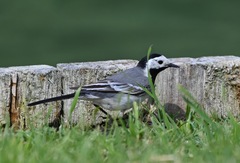 Motacilla alba