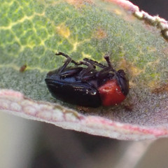 Cryptocephalus sanguinicollis