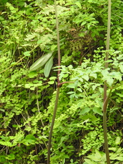 Angelica californica