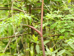 Angelica californica