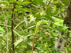 Angelica californica
