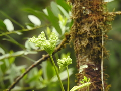 Angelica californica