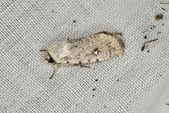 Proteuxoa sarcomorpha