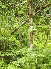 Angelica californica