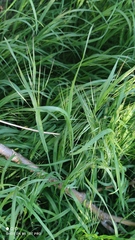 Bromus tectorum