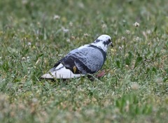 Columba livia