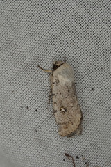 Proteuxoa sarcomorpha