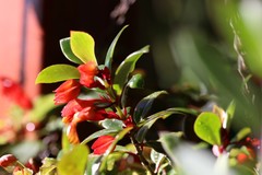 Nematanthus gregarius