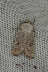 Proteuxoa sarcomorpha