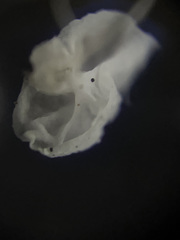 Mycena