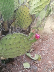 Opuntia pilifera