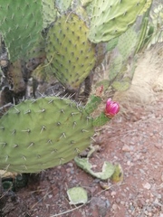 Opuntia pilifera
