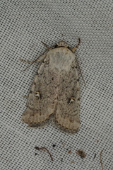 Proteuxoa sarcomorpha