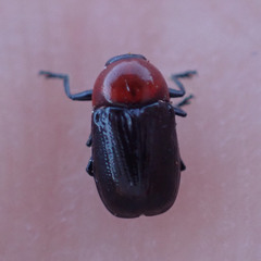 Cryptocephalus sanguinicollis