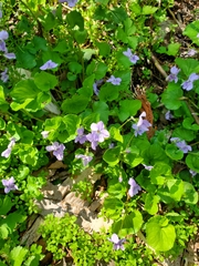 Viola grypoceras