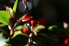 Nematanthus gregarius