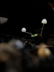 Mycena