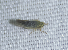 Macrosteles lepidus