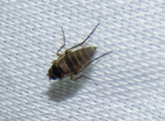Metopininae