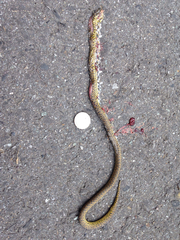 Atractus