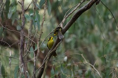 Lichenostomus melanops cassidix