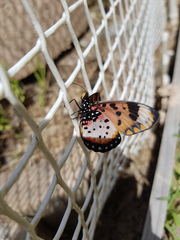 Acraea acara acara